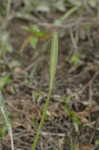 Grass-leaf arrowhead